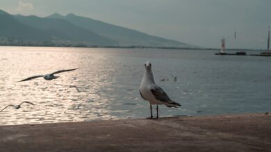 Discover Izmir Places to Visit