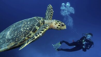 Top Scuba Diving Places in Turkey