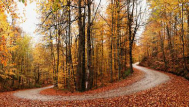 Yedigoller National Park
