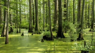 Kirklareli City Guide