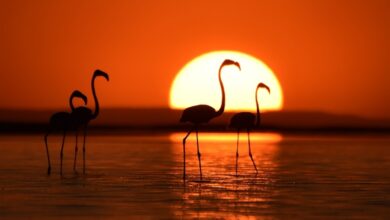 Sereflikochisar District Guide