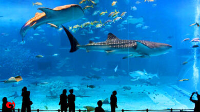 The Best Aquarium in Istanbul