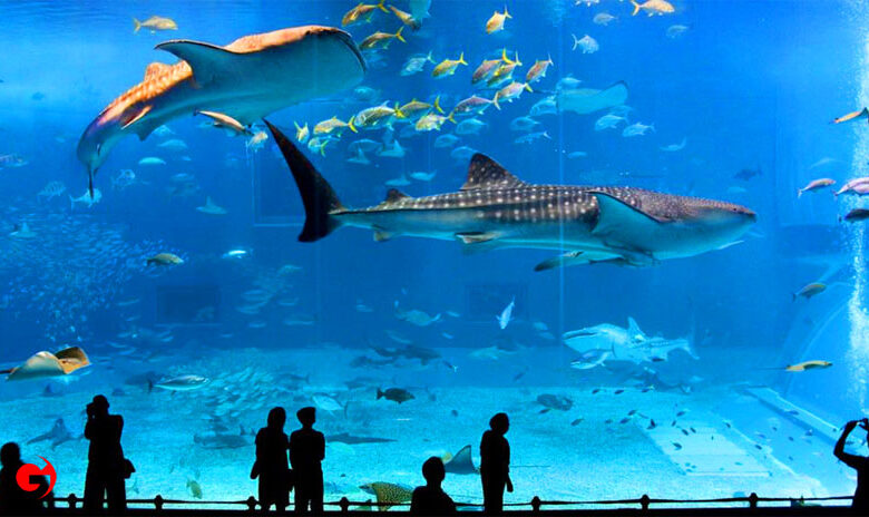 The Best Aquarium in Istanbul