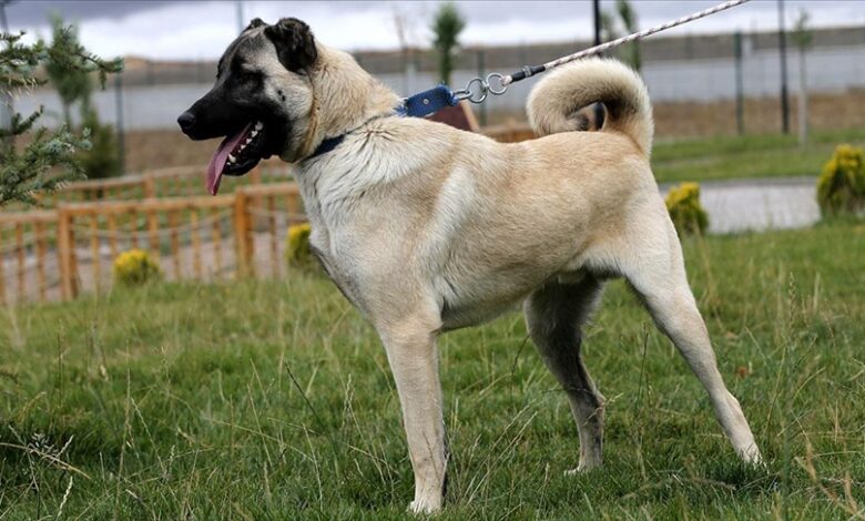Kangal Dog powerful dog  - Most Powerful Dogs in the World