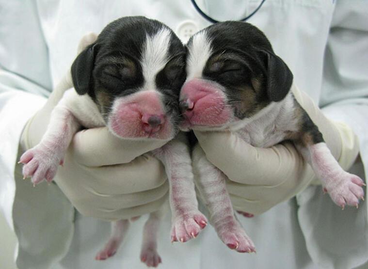 how much does it cost to clone a pet dog