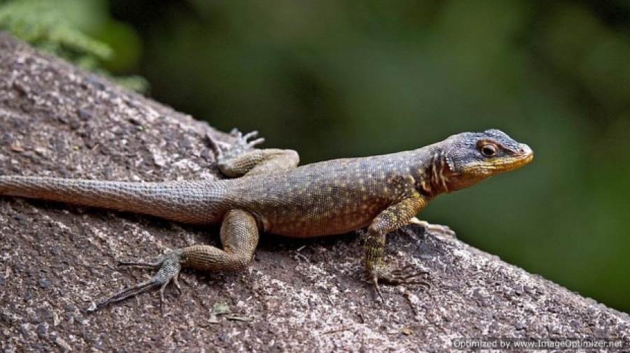 Lizardrd Lizards Can Be Dated 35 Million Years Earlier Than Thought