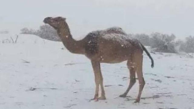 Cezayir’de Sahra’nın bazı bölgelerine kar yağdı »Expat Guide Turkey