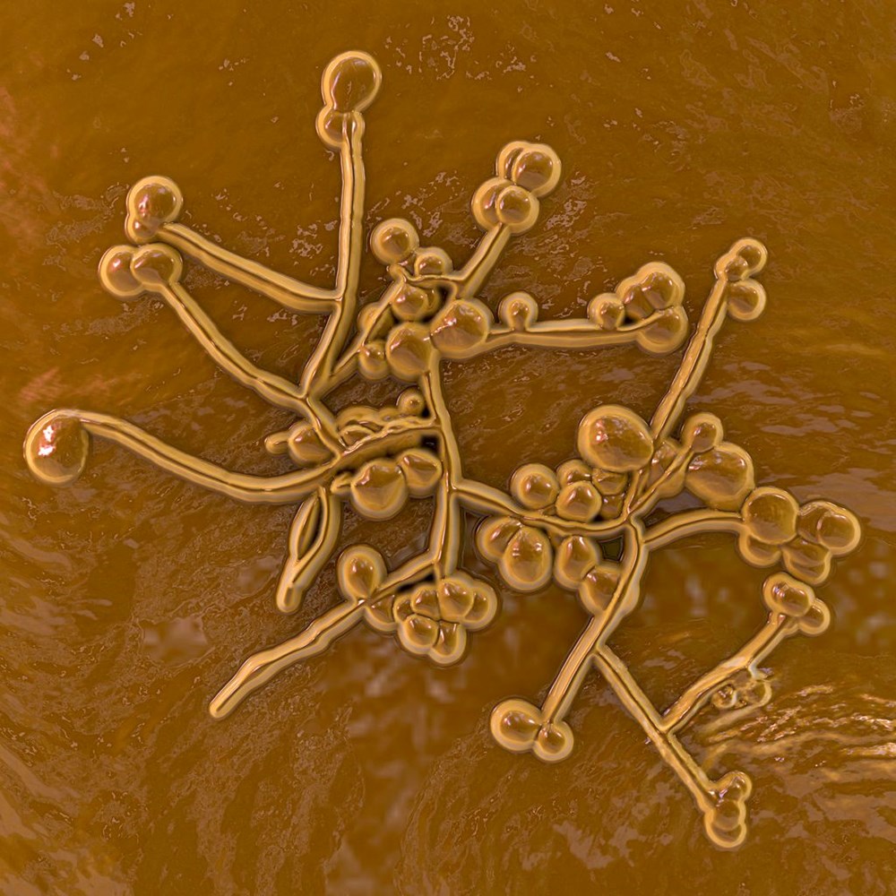 new-deadly-outbreak-what-is-candida-auris-seen-in-turkey2.jpg