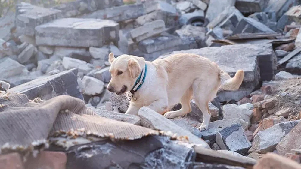 Did Animals Predict Earthquakes? » Expat Guide Turkey