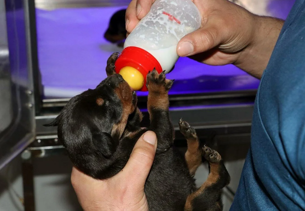 Dog Gives Birth Under the Debris » Expat Guide Turkey