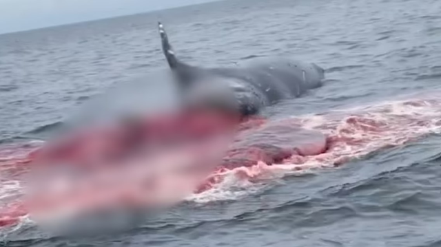 The giant whale exploded