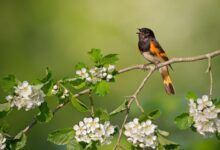 Why Do Birds Sing At Dawn