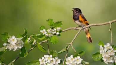 Why Do Birds Sing At Dawn