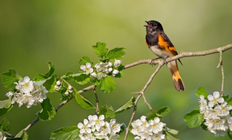 Why Do Birds Sing At Dawn