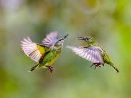 Why Do Birds Sing At Dawn